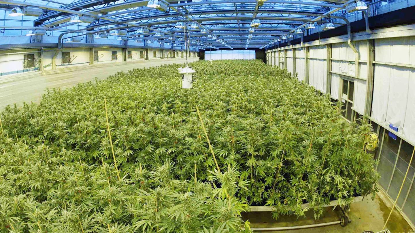 Sea of CBD